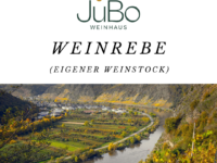 JuBo Mosel-Weinrebe