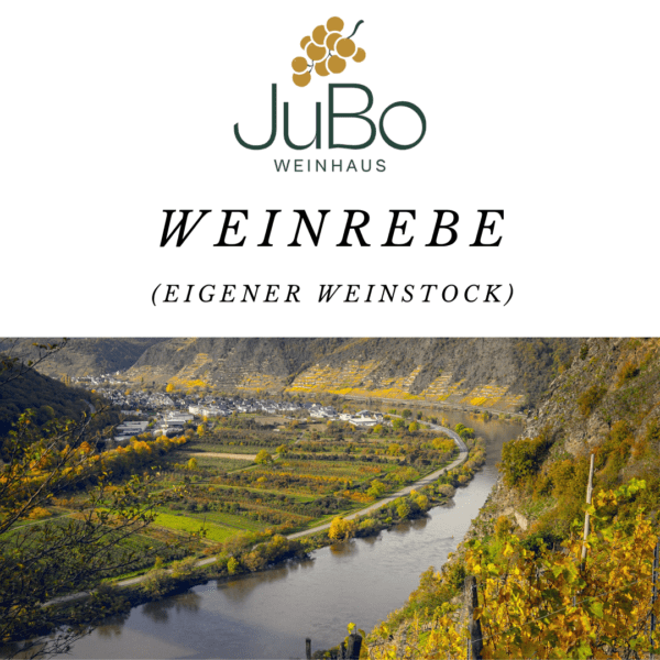 JuBo Mosel-Weinrebe