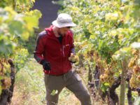 Premium Geschenk: Ein Jahr als Winzer