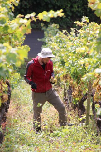 Premium Geschenk: Ein Jahr als Winzer